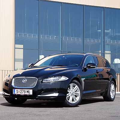  Raubkatze jagt Platzhirsche