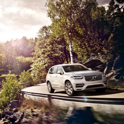  Bärenstarker Schwede