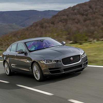  Jüngste Raubkatze kommt im Juni